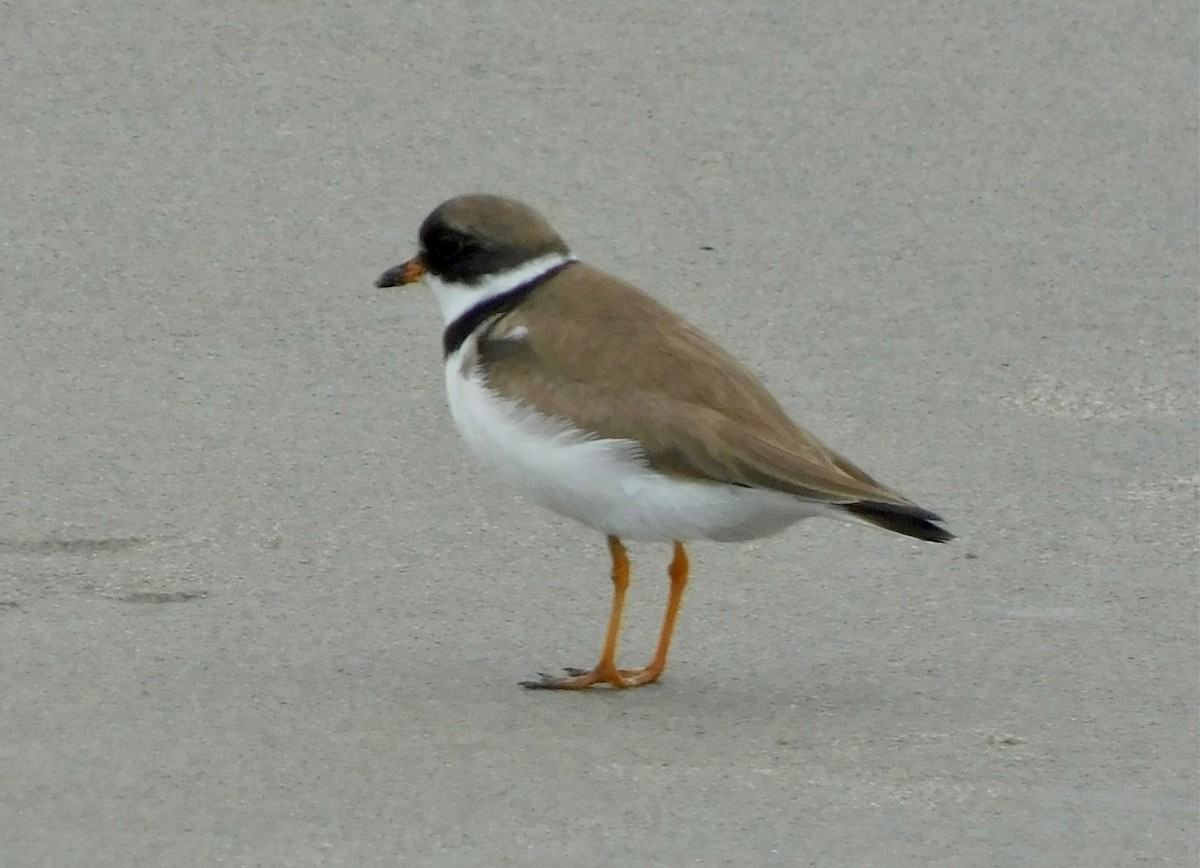 Semipalmated Plover - ML601390541