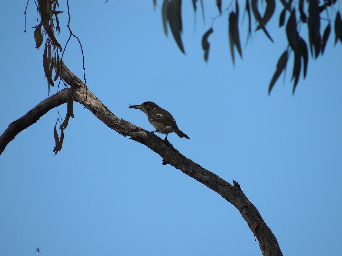 Gray Butcherbird - George Vaughan