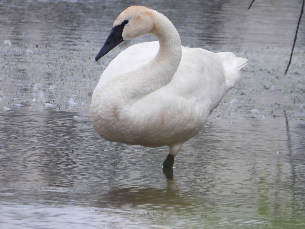 Trumpeter Swan - rita laurance