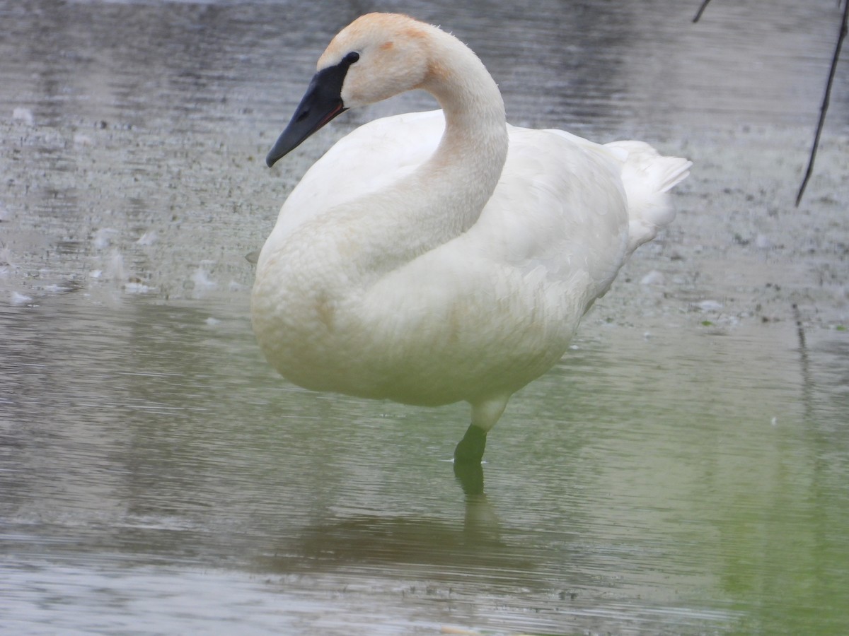 Trumpeter Swan - rita laurance