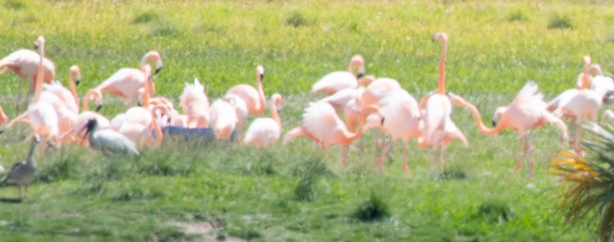 American Flamingo - ML601391181