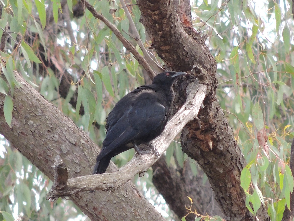 White-winged Chough - George Vaughan