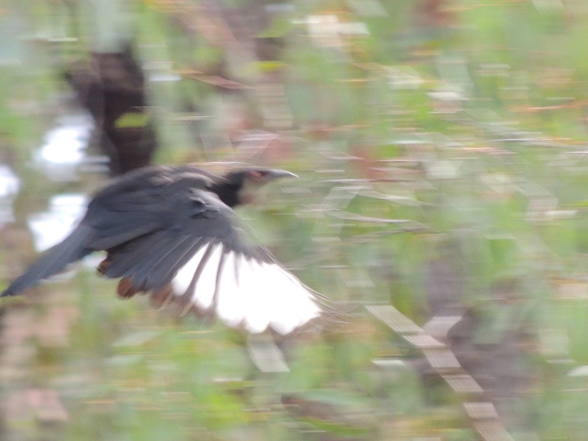 White-winged Chough - ML601391581