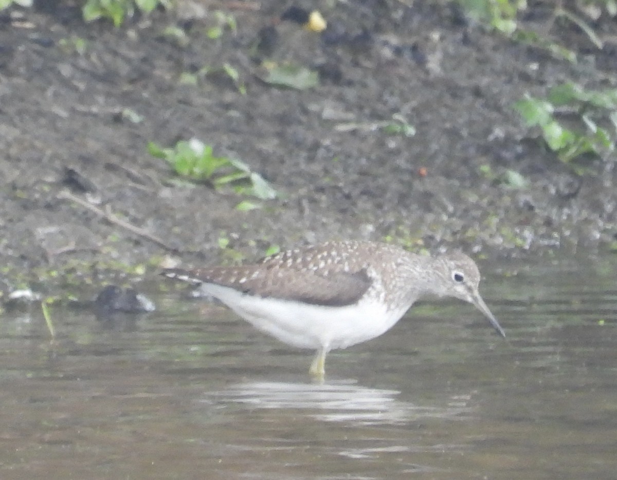 Solitary Sandpiper - ML601391731