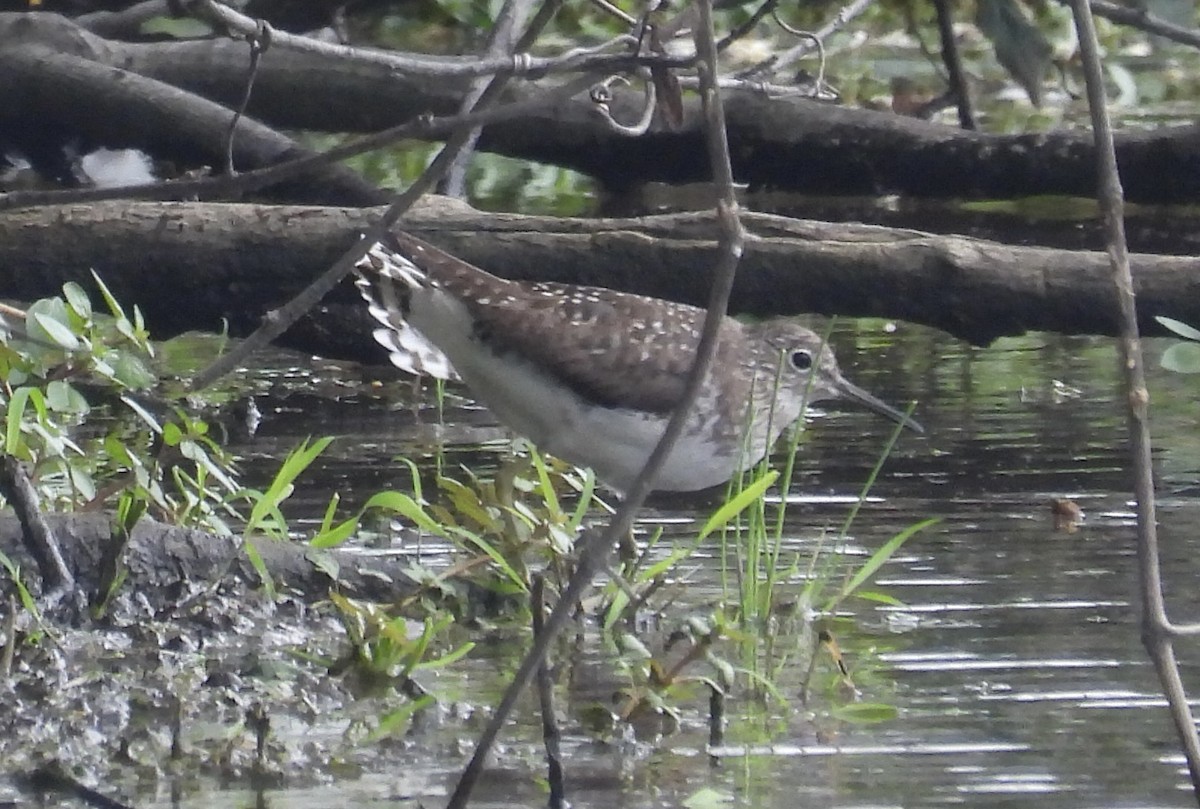 Solitary Sandpiper - rita laurance