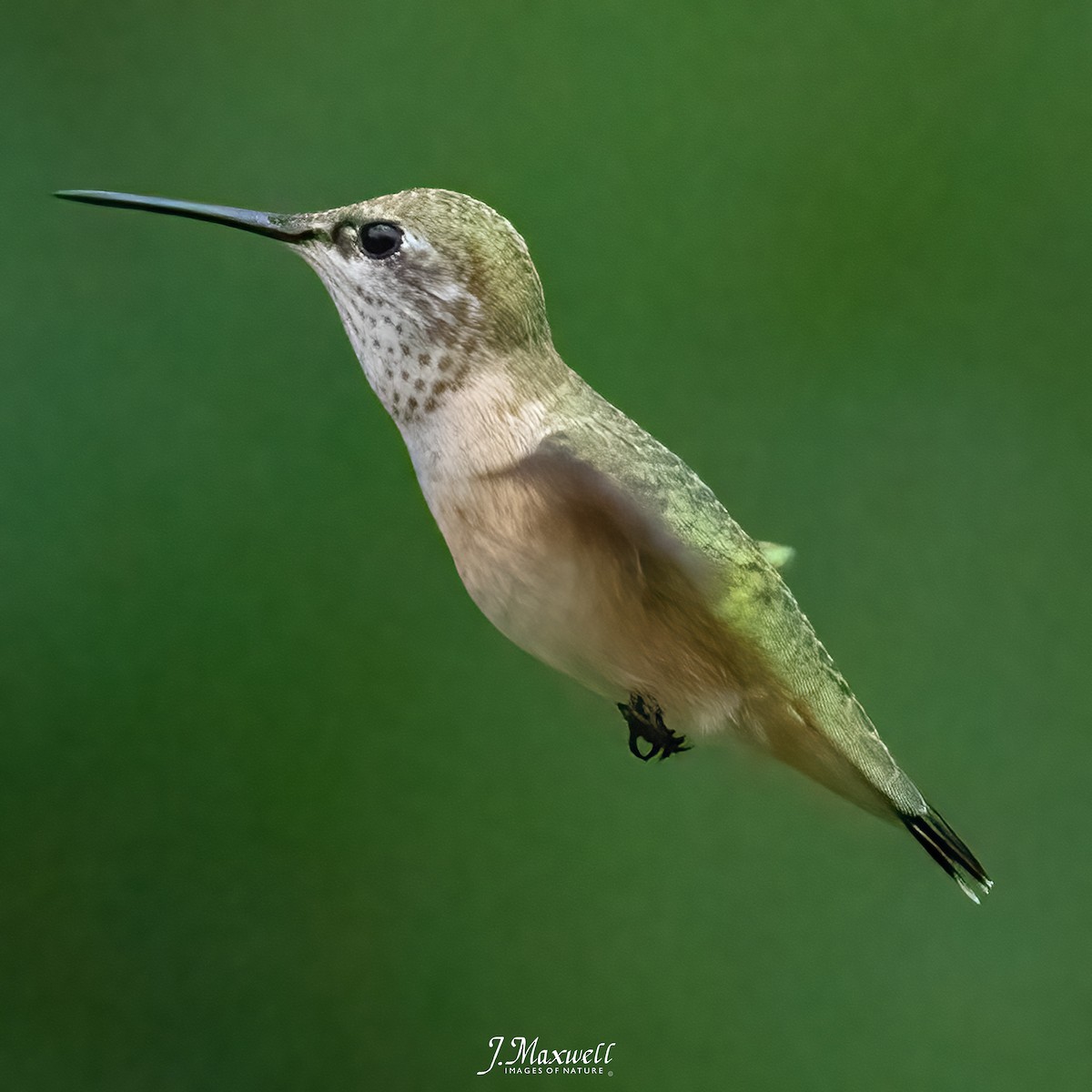 Calliope Hummingbird - ML601391821