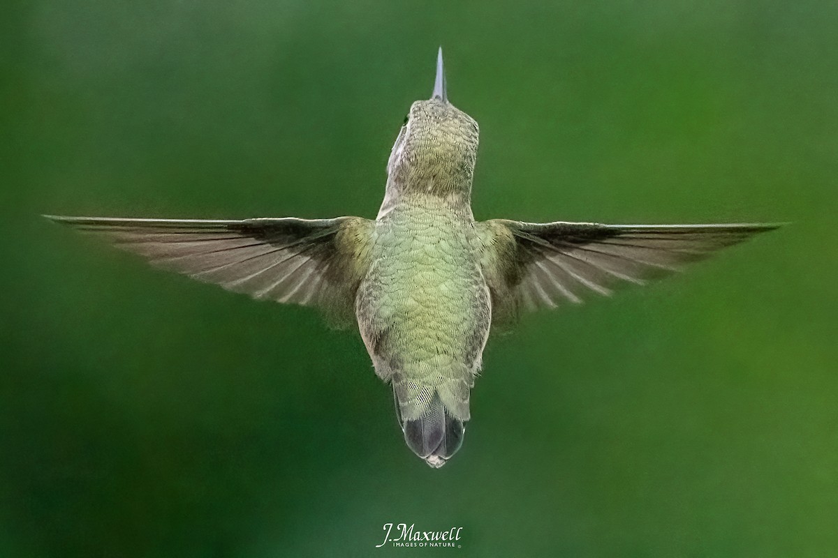 Calliope Hummingbird - ML601391851
