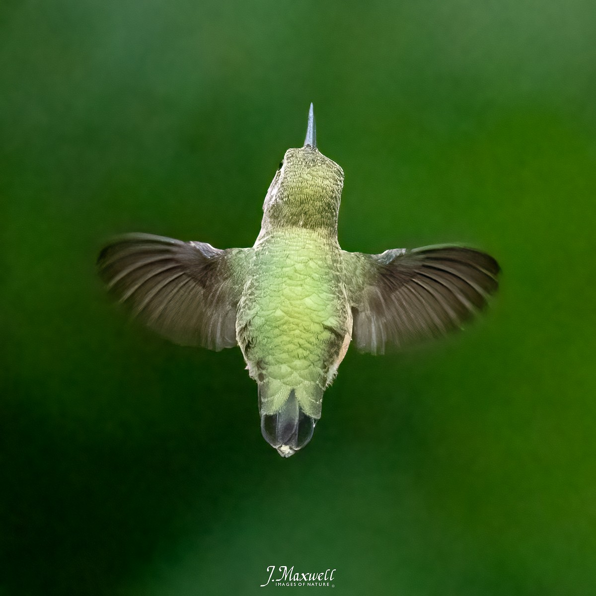 Calliope Hummingbird - ML601391861