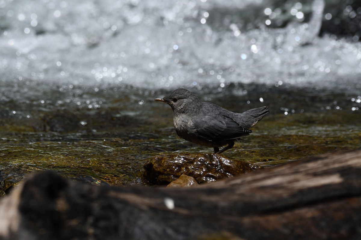 American Dipper - ML601392141