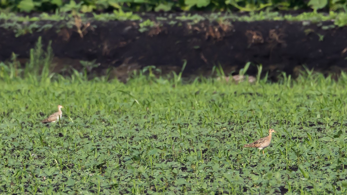 Upland Sandpiper - Matthew Zeitler