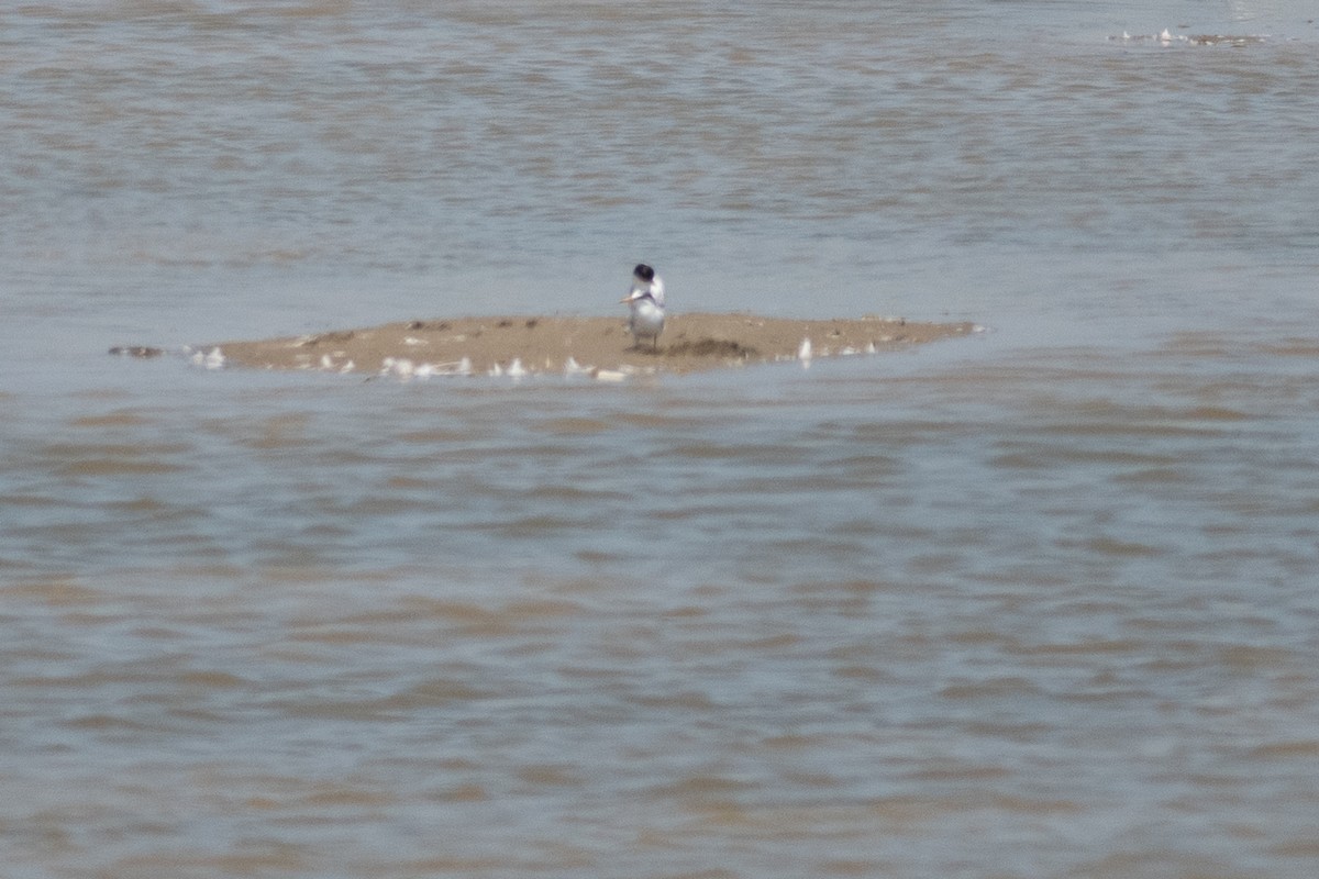 Least Tern - ML601394211