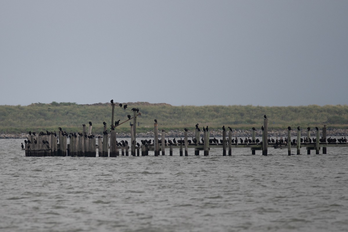 Double-crested Cormorant - ML601394461