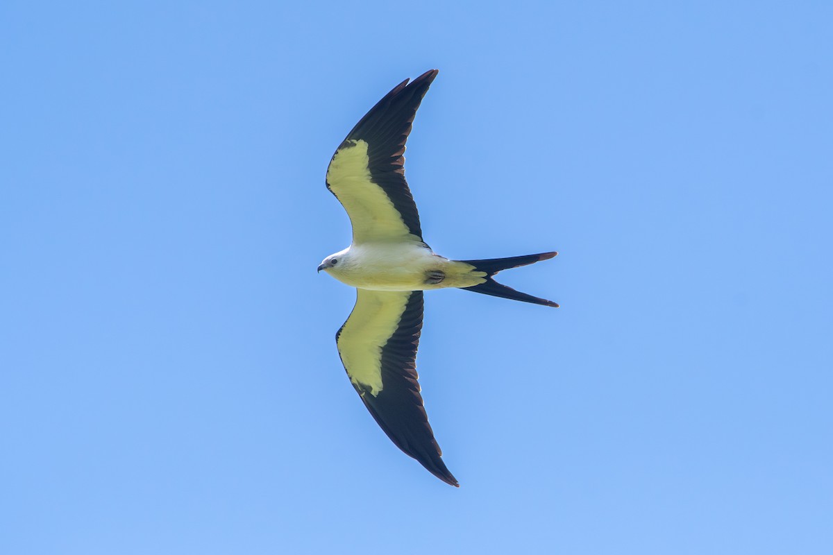 Swallow-tailed Kite - ML601395721