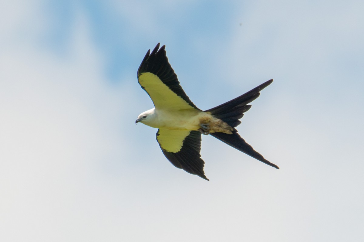 Swallow-tailed Kite - ML601396481