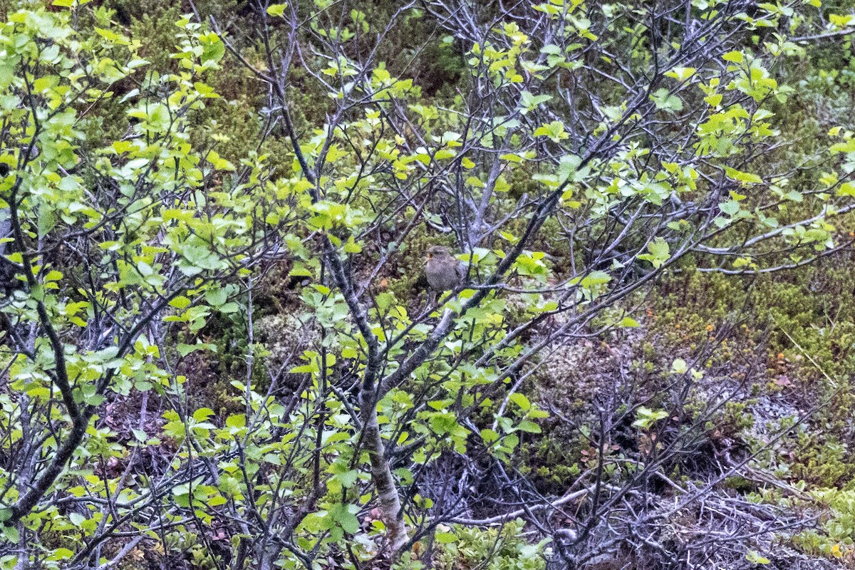 Eurasian Wren (Iceland) - ML601397051