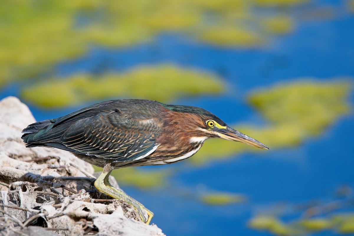 Green Heron - ML601398921