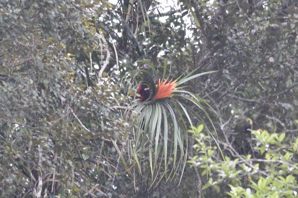 Pesquet's Parrot - Gil Ewing