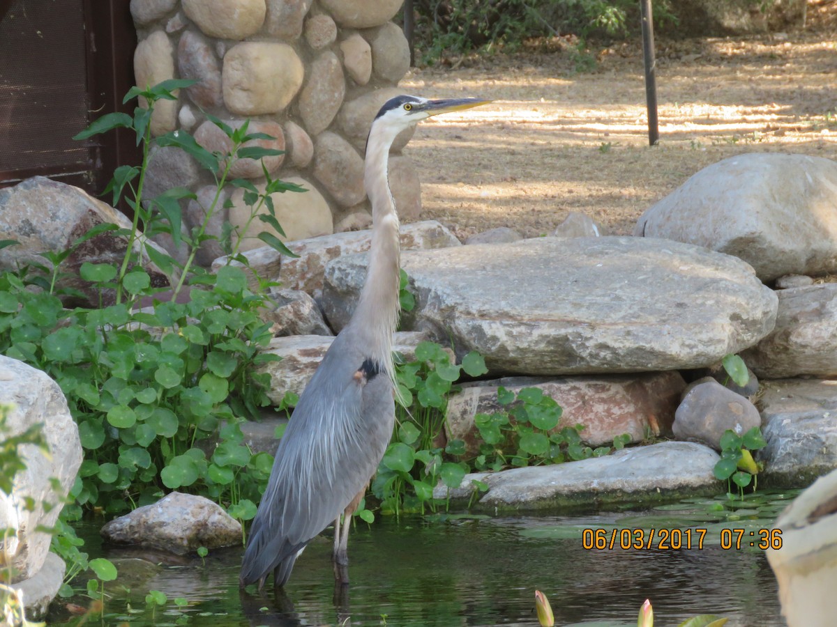 Great Blue Heron - ML60140011