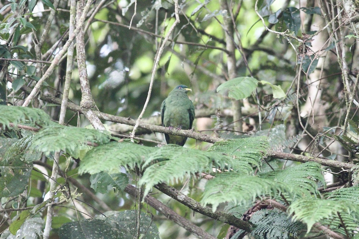 White-breasted Fruit-Dove - ML601401061