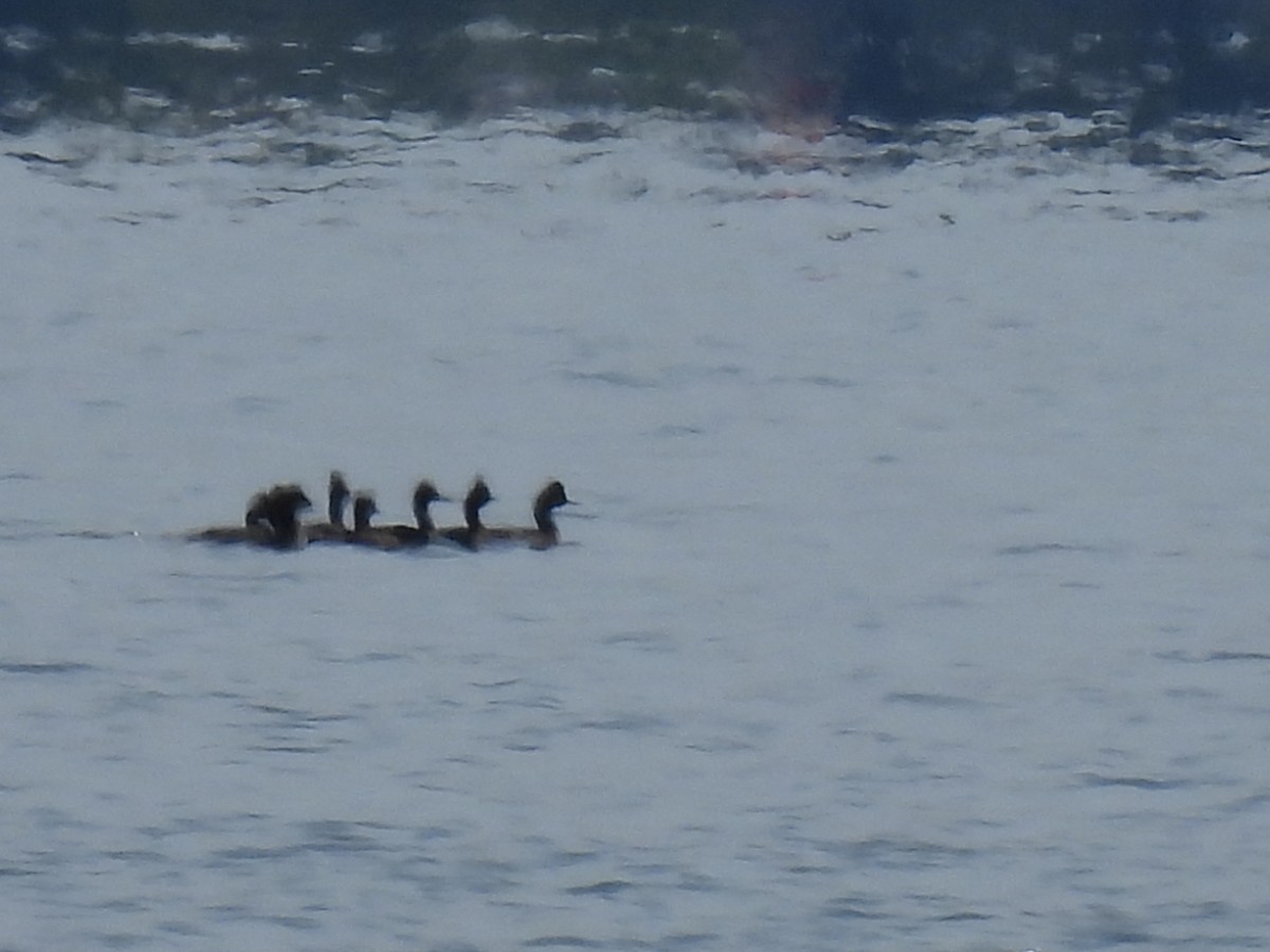 Eared Grebe - ML601402551