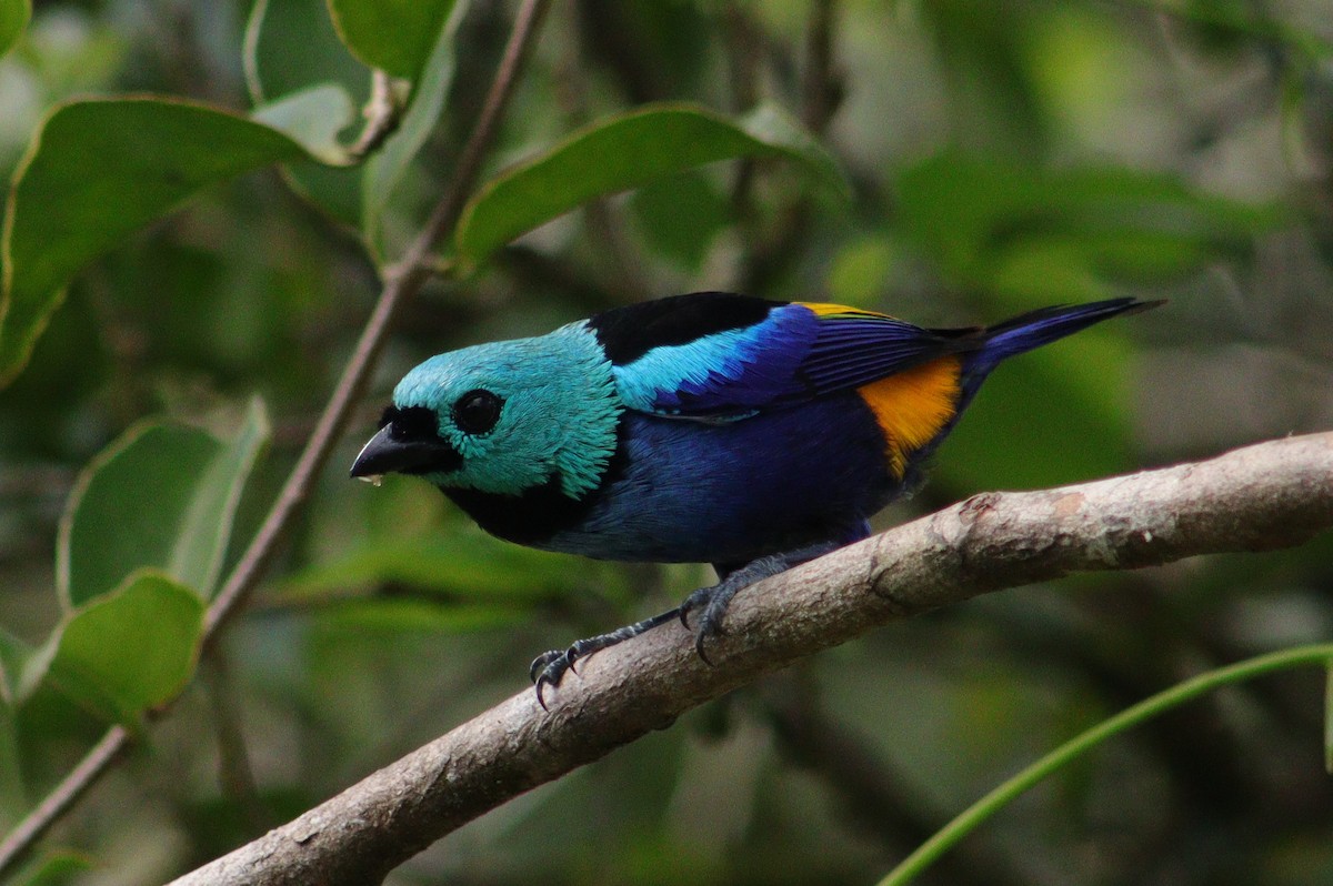 Seven-colored Tanager - ML601404311