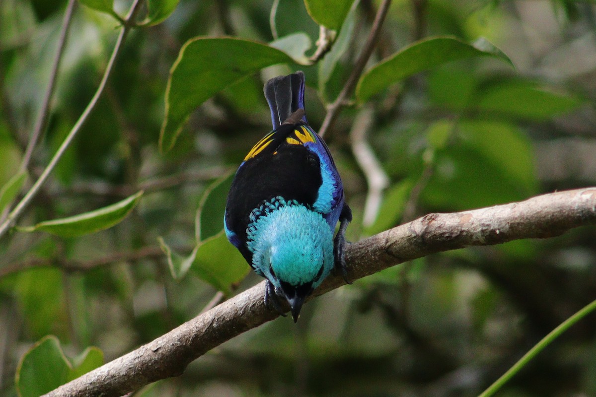 Seven-colored Tanager - ML601404391