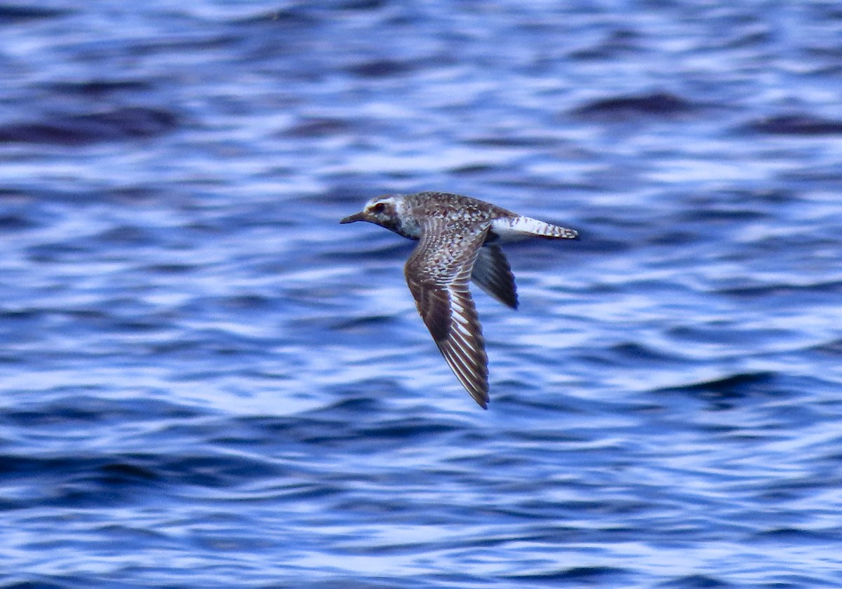 Black-bellied Plover - ML601404491