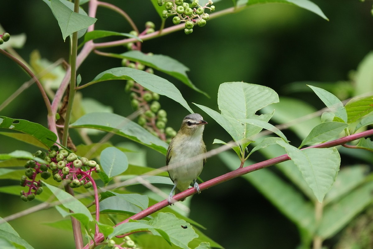 Red-eyed Vireo - ML601404931