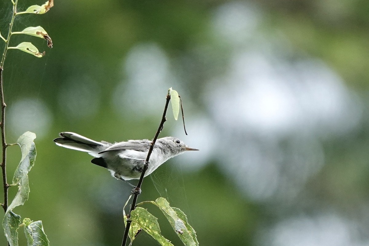 Blue-gray Gnatcatcher - ML601405811