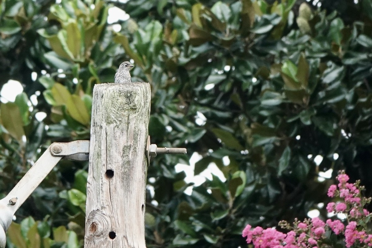 Eastern Bluebird - Fleeta Chauvigne