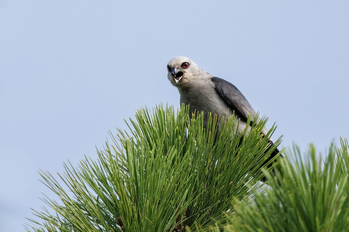 Mississippi Kite - ML601405961