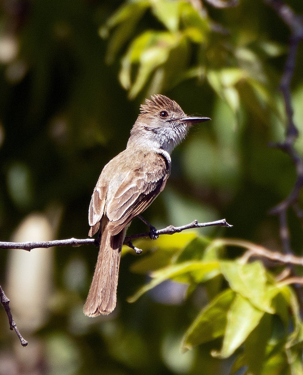 Dusky-capped Flycatcher - ML601406071