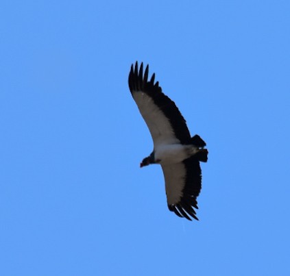 King Vulture - Pia Minestroni