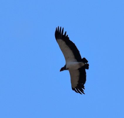 King Vulture - ML601406651