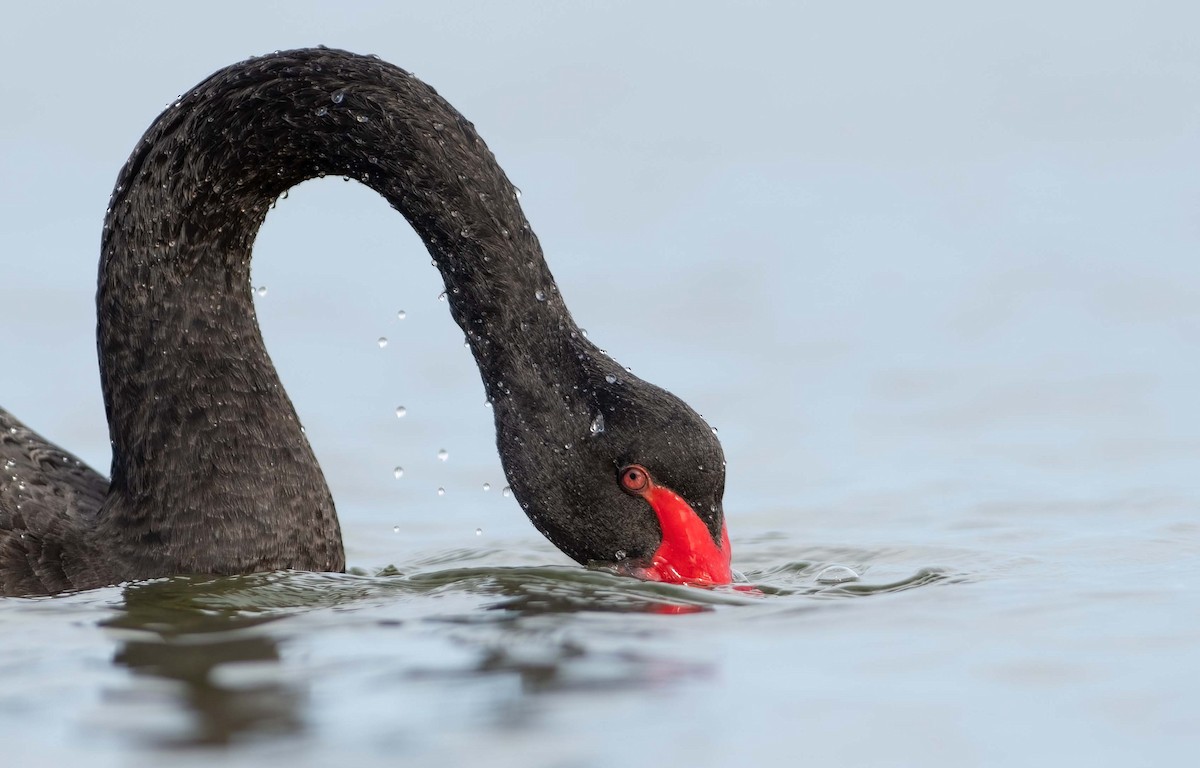 Black Swan - ML601408141