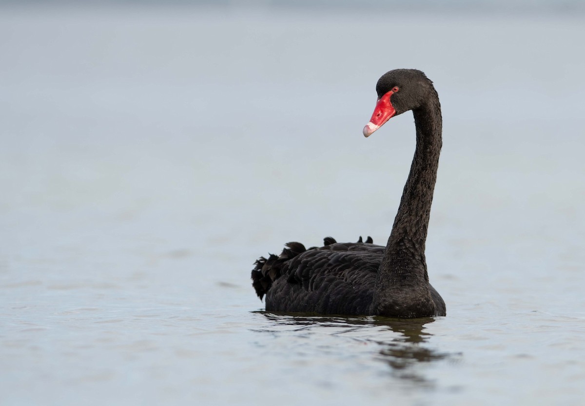 Black Swan - ML601408151