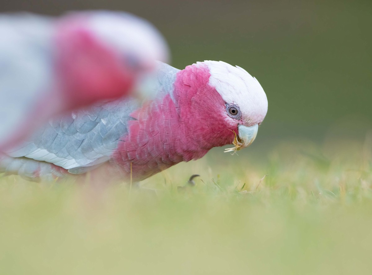 Galah - ML601408811