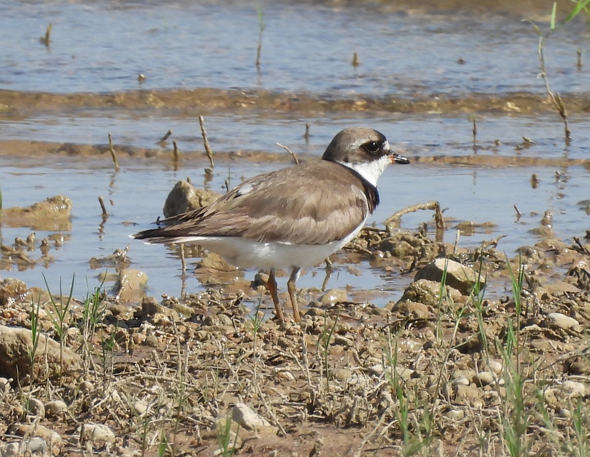 Semipalmated Plover - ML601408841