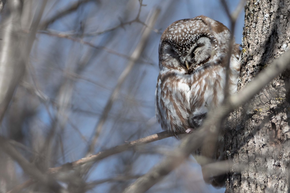 Boreal Owl - ML601408991
