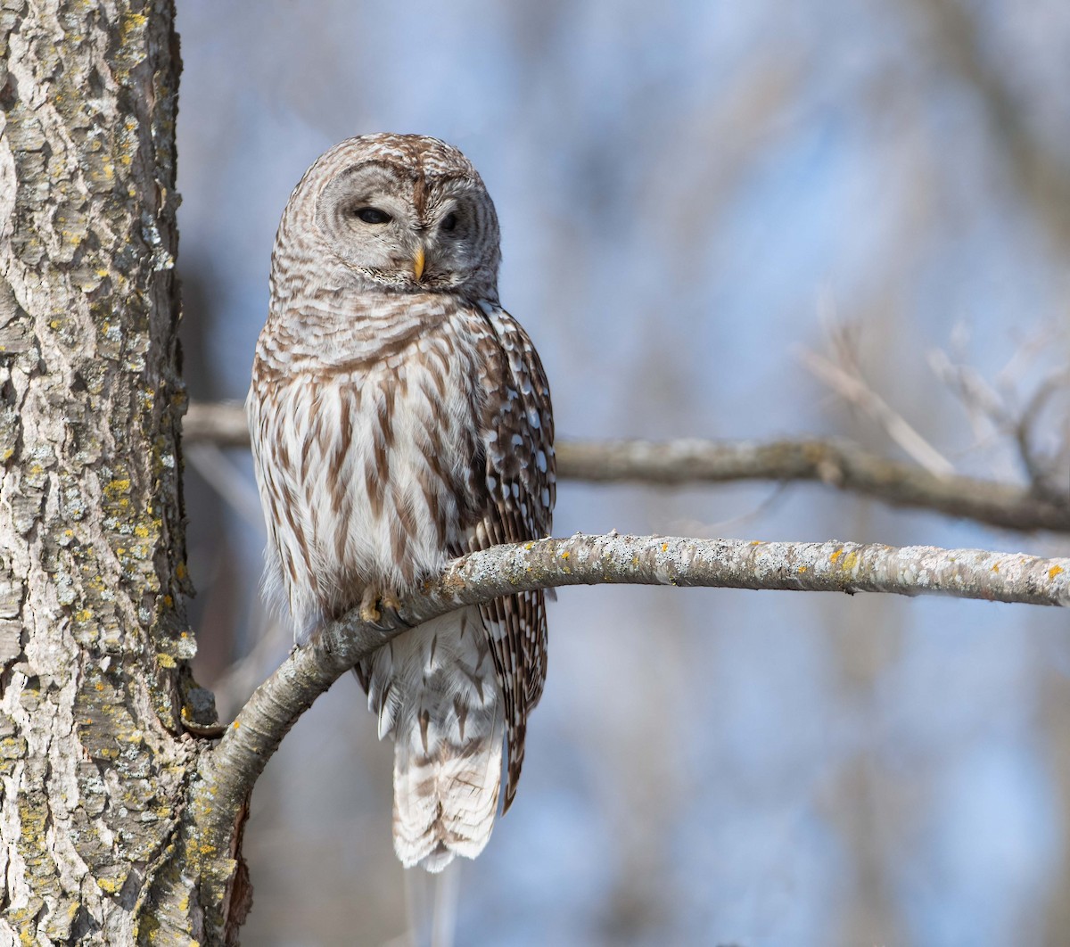 Barred Owl - ML601409031