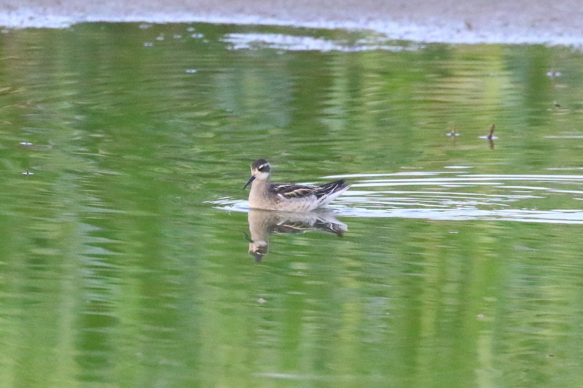 Red-necked Phalarope - Peter Koper