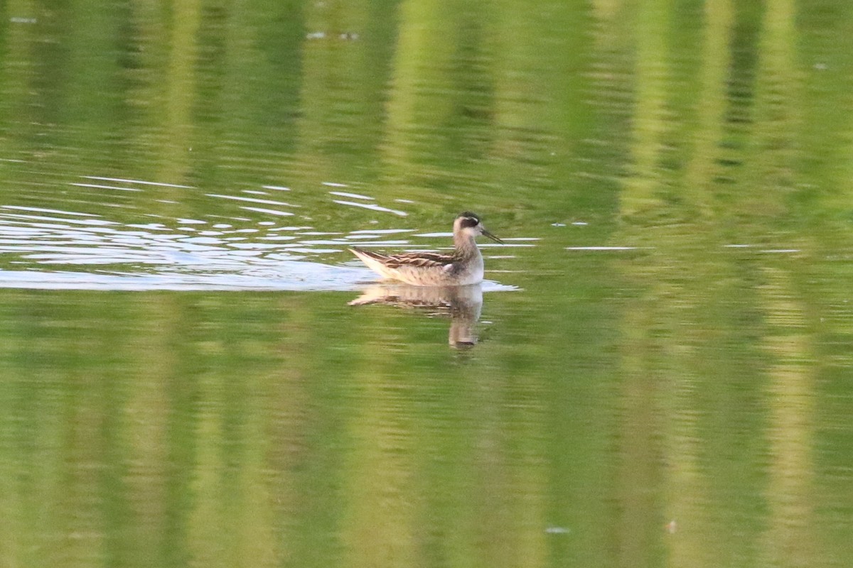 Red-necked Phalarope - Peter Koper