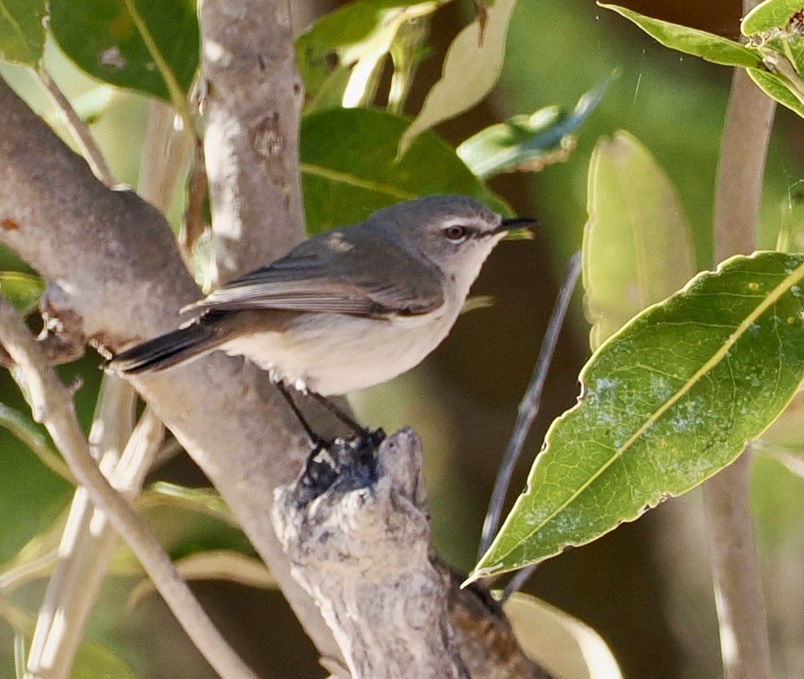 Dusky Gerygone - Cheryl Cooper