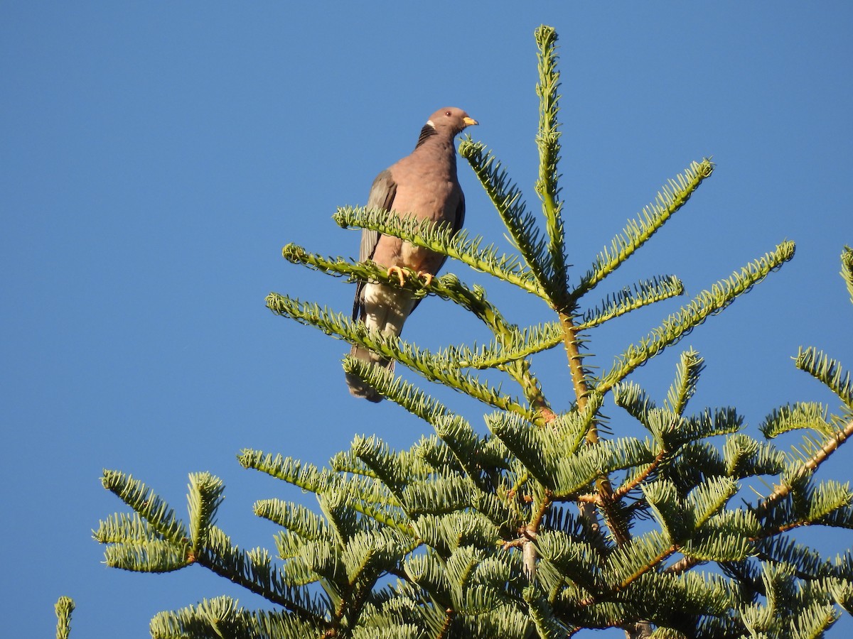 Band-tailed Pigeon - ML601412251