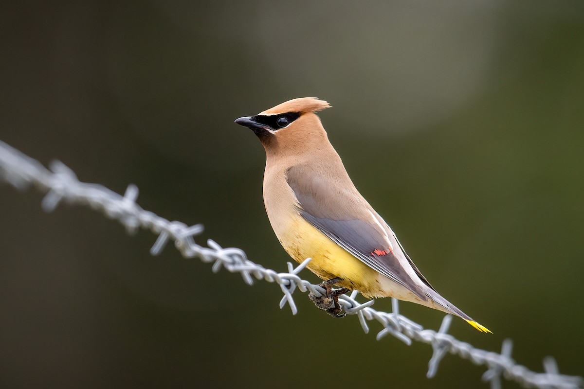 Cedar Waxwing - ML601414641