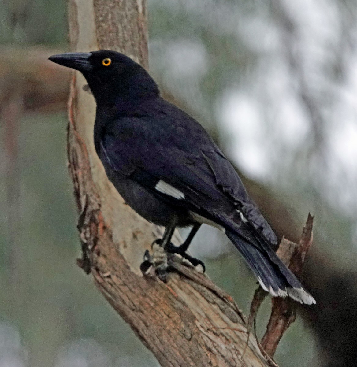 Pied Currawong - ML601414831