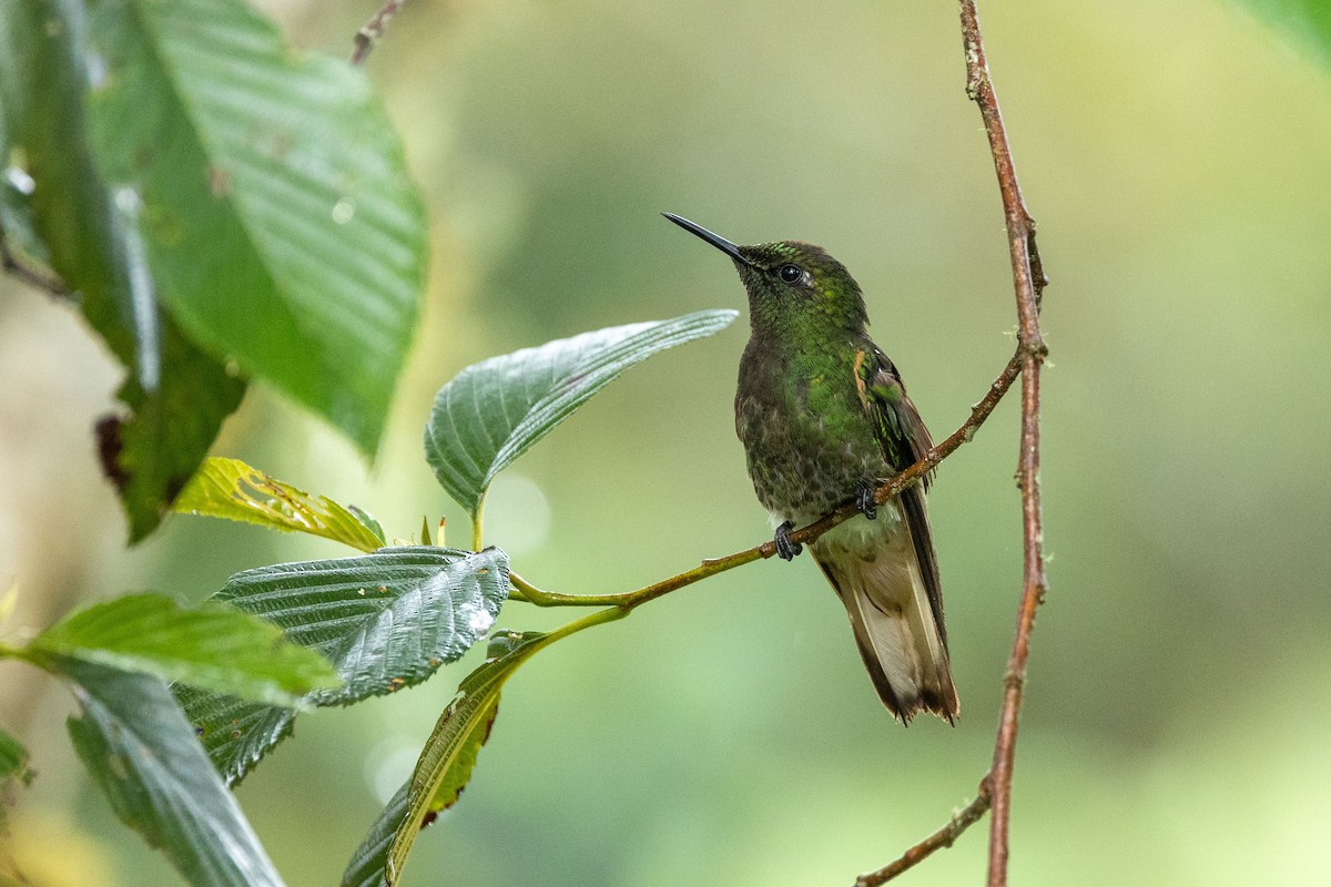 Buff-tailed Coronet - ML601416681