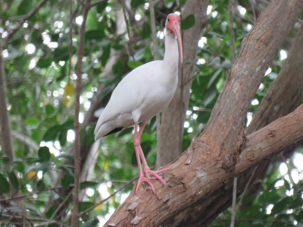 White Ibis - Raul Soto