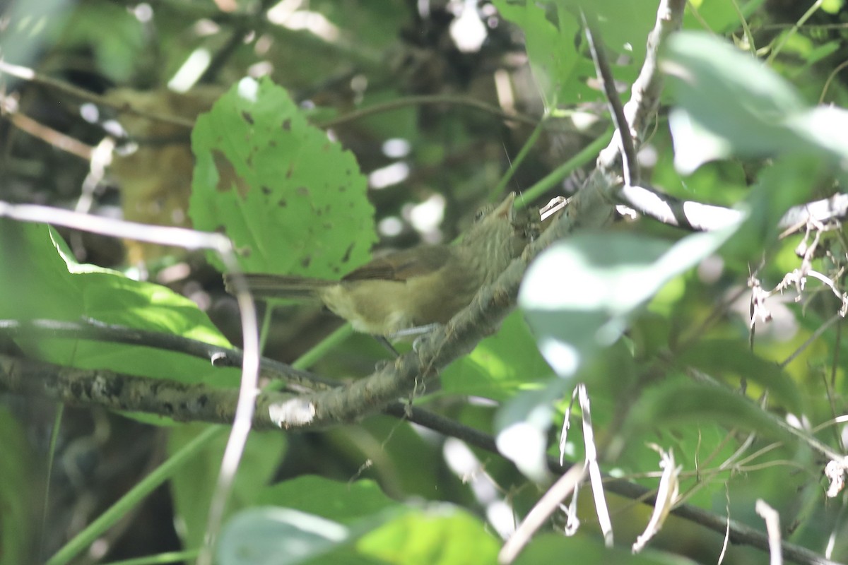 Waigeo Shrikethrush - Gil Ewing