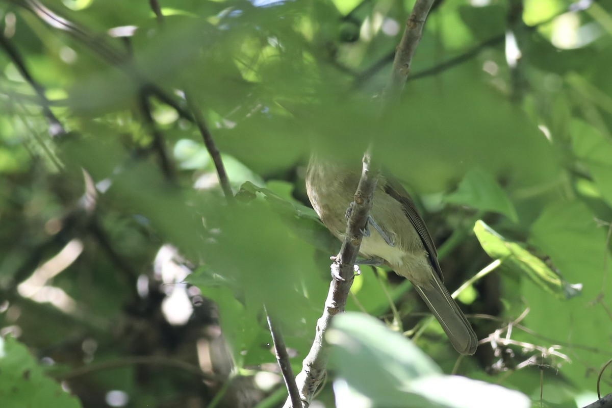 Waigeo Shrikethrush - Gil Ewing